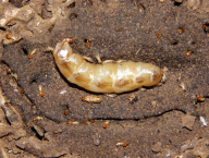 Sphaerotermes sphaerothorax (Termitidae: Sphaerotermitinae), Cameroon